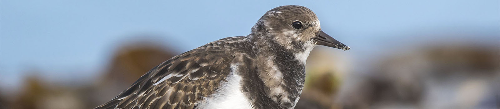 Fuerteventura Fauna – wichtige Zwischen- und Brutstation für Zugvögel im Winter.